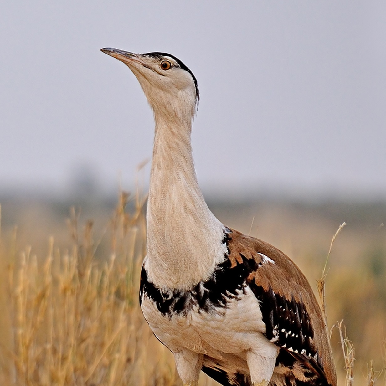 community-conservation-of-the-great-indian-bustard-in-india-whitley-award